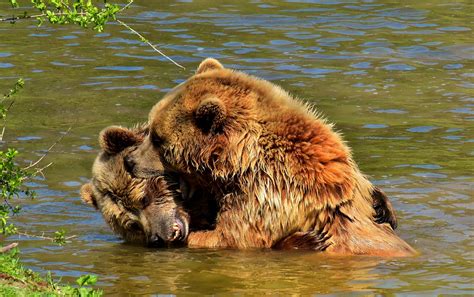 European Brown Bear To Play - Free photo on Pixabay - Pixabay