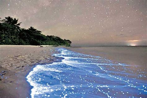 This Glow In The Dark Beach In Maldives Has Sea Of Stars To Swoon You