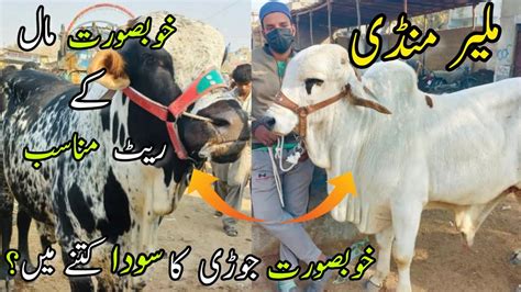 Malir Mandi Karachi Cattle Rates Update January Cow Mandi