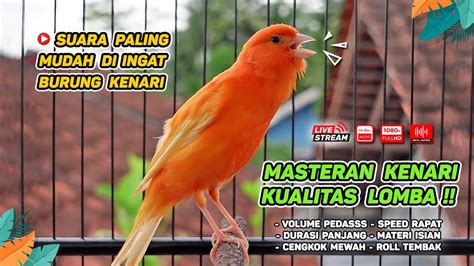 Masteran Kenari Gacor Durasi Panjang Cocok Untuk Pancingan Kenari