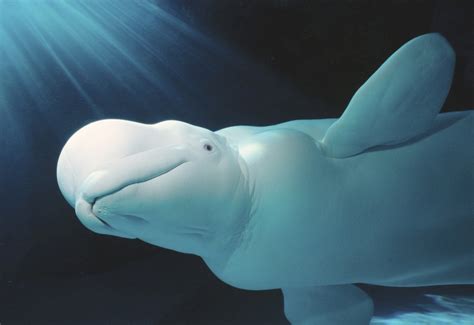 Dozens Of Beluga Whales Trapped By Bering Sea Ice Beluga Whale