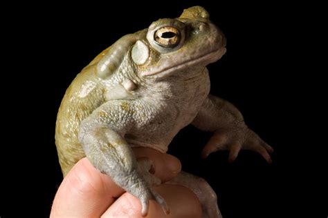 The Sonoran Desert Toad Can Get You Poachers Have Taken 56 Off