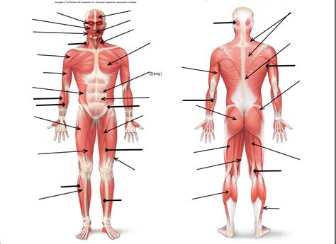 Muscle Identification Diagram Quizlet