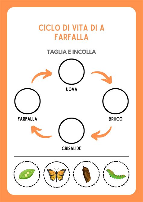 Pagine Da Colorare Del Ciclo Di Vita Del Bruco