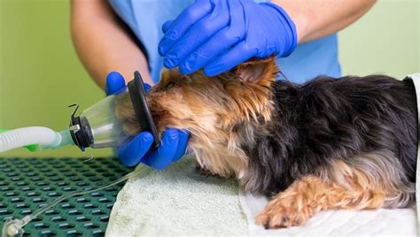 Acute Respiratory Distress Syndrome (ARDS) In Dogs: Symptoms, Causes, & Treatments - DogTime