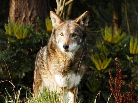 10 Key Facts About Red Wolves - A-Z Animals