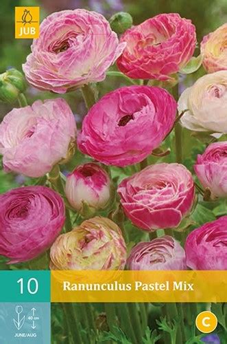 Ranunkel Pastel Mischung Ranunculus Kaufen Schnelle Lieferung Und