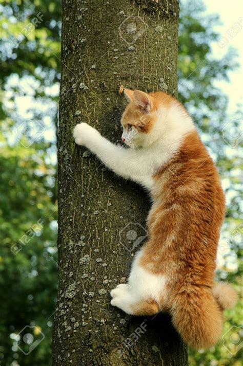 Ginger Cat Climbing Tree Stock Photo Picture And Royalty Free