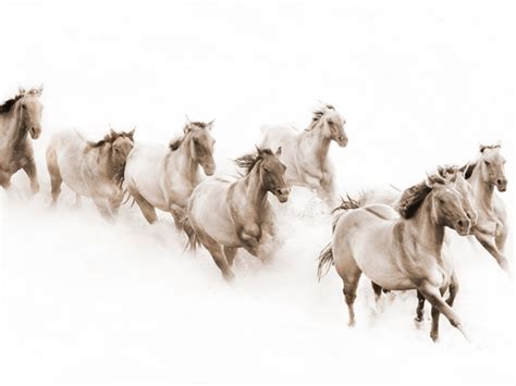 Robert Dawson The Herd Horse Print Canvas Options