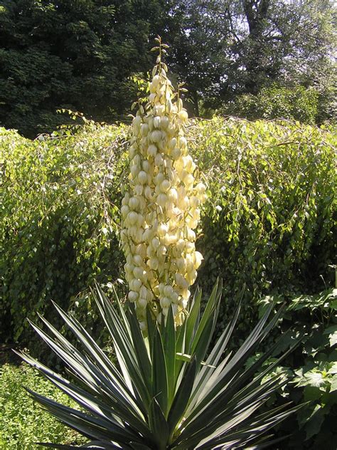 Yucca Flower Spike By Seigneur Hellequin On Deviantart