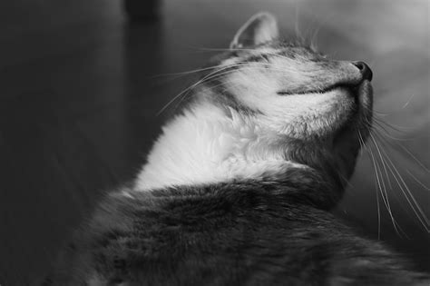 Premium Photo Close Up Of Cat