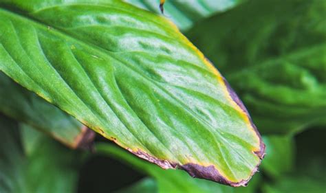 Importancia del CALCIO en las plantas Cómo usarlo bien