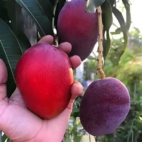 SOMNIA NURSERY Original Miyazaki Mango Grafted Hybrid Healthy Live