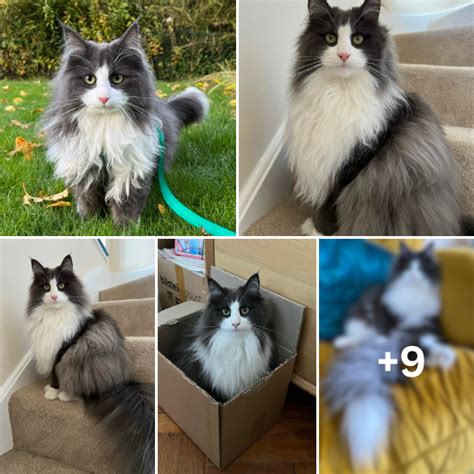 Meet Annie The Enchanting Norwegian Forest Tuxedo Cat Who Reigns With