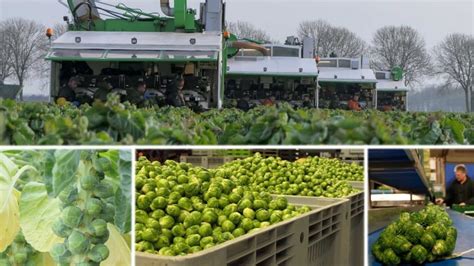 An Ultimate Guide On Harvesting Brussels Sprouts For A Bountiful Crop