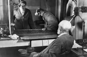 The Man Who Experimented on Orphans: Pavlovian Conditioning - The Wheel ...