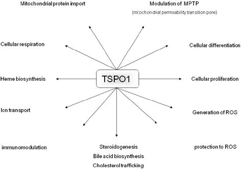 Figure From The Aba Regulated Arabidopsis Tspo Is An Er Golgi