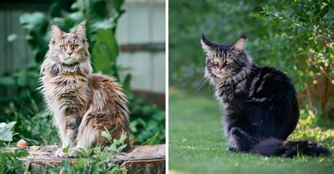 Weight Range For Adult Maine Coons