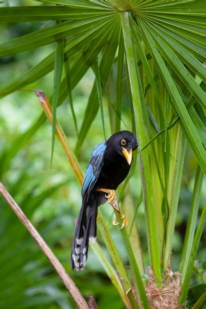 Premium Photo The Yucatan Jay Cyanocorax Yucatanicus Is A Species Of