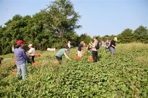 Usda Food And Nutrition Service Fns Gleaning Sweet Potato Greens Rwcf