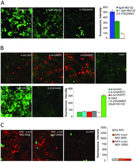 Effects Of α Syn Expression On 26s Proteasomal Activity In Living Download Scientific Diagram