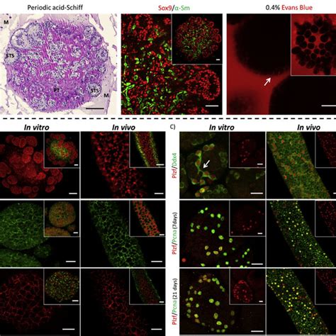 Schematic Representation Of Testicular Organoid Generation Via The Download Scientific Diagram