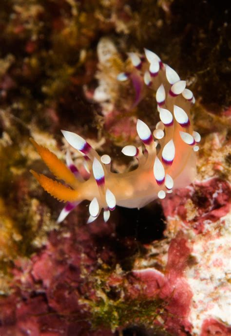 Desirable Nudibranch Chuck Babbitt Flickr