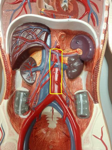 Torso Blood Vessels Flashcards Quizlet