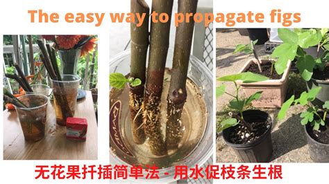 The Easy Way To Propagate Fig Tree无花果扦插简单法 Youtube