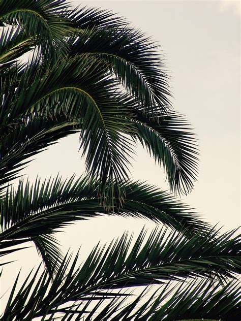 Gambar Pohon Alam Cabang Hitam Dan Putih Menanam Langit Daun