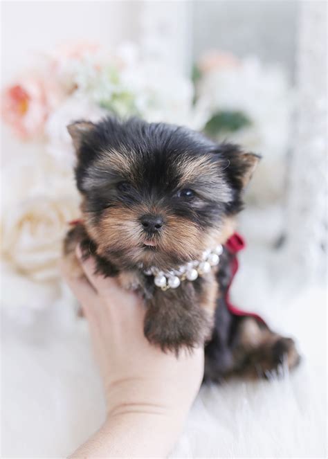 Yorkie Puppy #270 | Teacup Puppies & Boutique