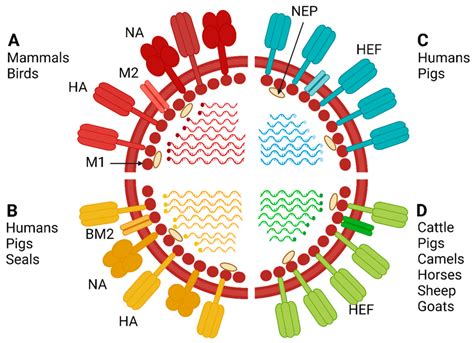 Influenza A B C And D Schematic Structure And Host Range The Genome