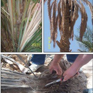 Symptoms of date palm diseases | Download Scientific Diagram