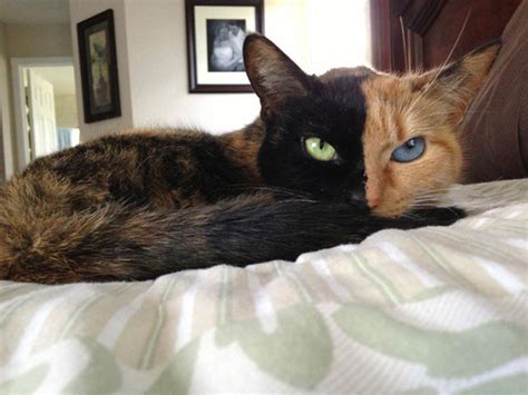 Venus The Cat