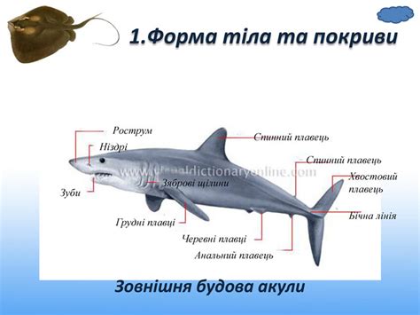 Презентація до уроку "Клас хрящові риби"