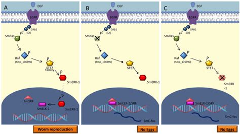 Hypothetical S Mansoni MAPK Signaling Pathway A EGF Activates The