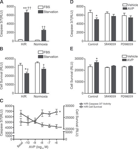 Avp Protects H C Cells Against Hypoxia Reoxygenationinduced Cell