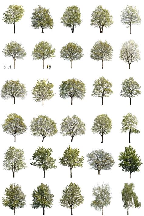 Spring Large Trees Package Tree Photoshop Architectural Trees