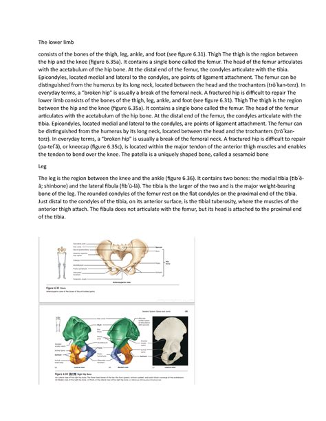 Seeley S Anatomy And Physiology Chapter 6 16 The Lower Limb Consists Of The Bones Of The Thigh