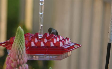 Best Hummingbird Feeder Ever Scaled Aspect Ratio 652 405 Scaled 1 State Fair Of Texas