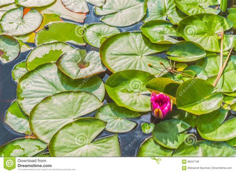 Blossoming Water Lily Flowering Water Lily Yellow On The River Dnieper