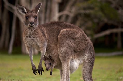 Marsupials Kangaroo