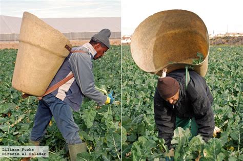 Visitamos Una Plantación De Brócoli En Murcia