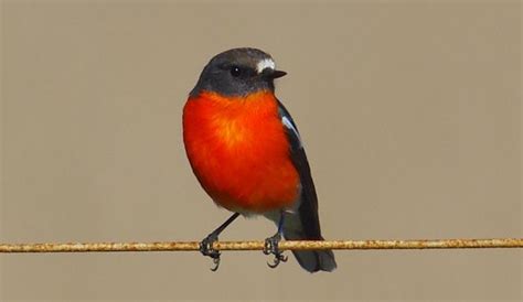 Flame Robin | Biodiversity of the Western Volcanic Plains