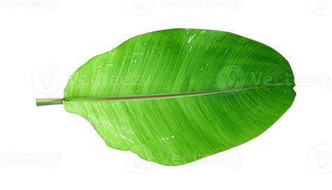 Fresh Banana Leaves Isolated On Transparent Background Png