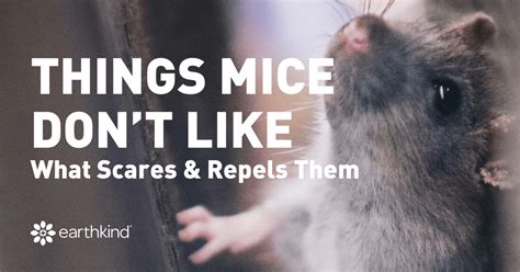 How to Repel Mice - What Scents & Sounds Keep Mice Away