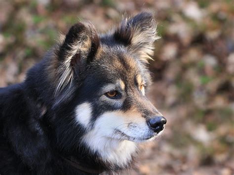 Lovely Finnish Lapphund photo and wallpaper. Beautiful Lovely Finnish ...