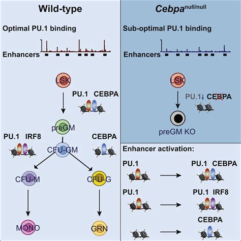 Enhancer And Transcription Factor Dynamics During Myeloid