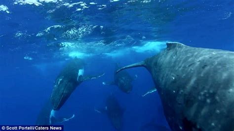 Stunning Footage Of Humpback Whales Shows Heat Run Daily Mail Online