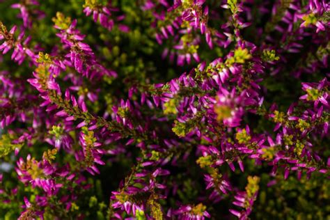 Knospenheide Gardengirls® Bonita Calluna Vulgaris Gardengirls® Bonita